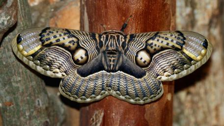Majestic Moth Close-Up Displaying Wing Patterns wallpaper