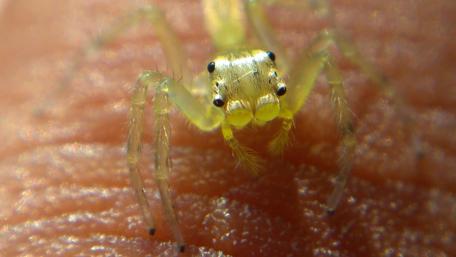 Close-up of a Unique Yellow Spider wallpaper