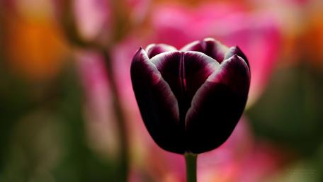 Elegant Black Tulip in Blooming Spring Garden wallpaper