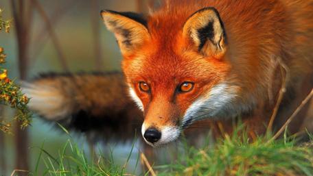 Majestic Fox in the Wilderness wallpaper
