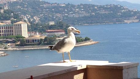 Seagull Overlooking a Scenic Bay View wallpaper