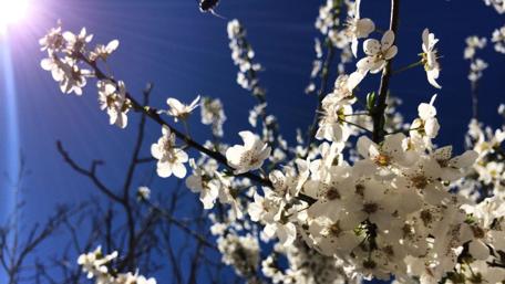 Blossoming Beauty Under a Spring Sky wallpaper