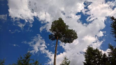 Majestic Pine Against a Brilliant Sky wallpaper