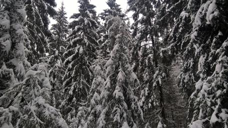 Winter Wonderland in Evergreen Forests wallpaper