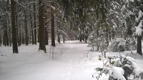 Winter Wonderland in the Forest wallpaper