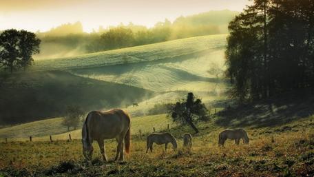 Misty Morning Grazing wallpaper