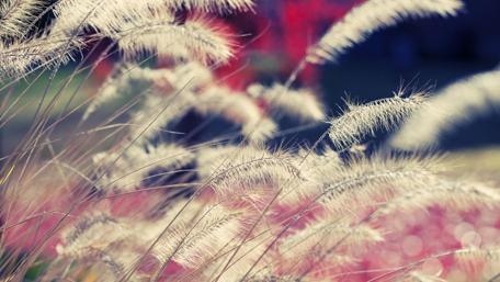 Whispers of the Wind in Dry Grassland wallpaper