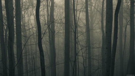 Mysterious Foggy Forest Scene wallpaper