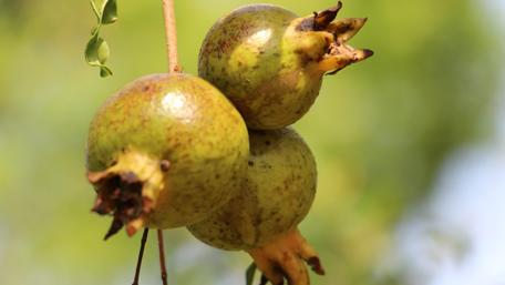 Fresh Pomegranates on a Tree Branch wallpaper