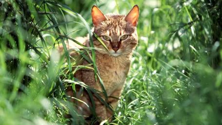 Cat Among Green Grass in Garden wallpaper