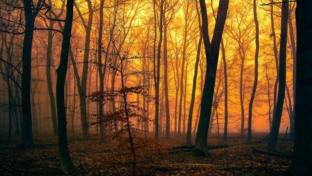 Golden Autumn Forest in the Morning Fog wallpaper