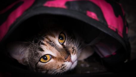 Cozy Cat in a Pink Blanket wallpaper