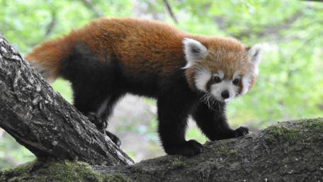 Playful Red Panda in Nature Scene wallpaper