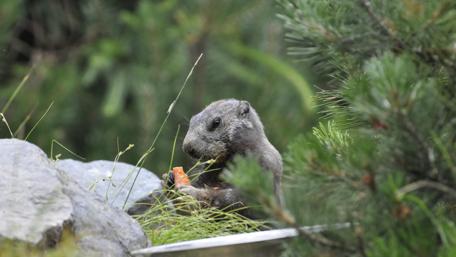 Adorable Wild Animal Enjoying a Snack wallpaper