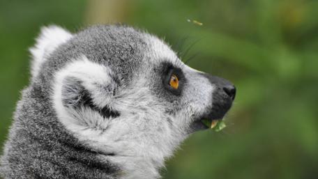 Adorable Lemur in Nature's Embrace wallpaper