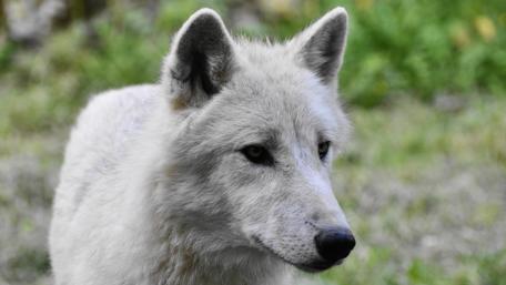 Majestic Arctic Wolf in Nature wallpaper
