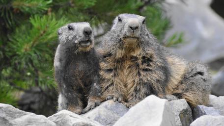 Cuddly Marmots in Their Natural Habitat wallpaper