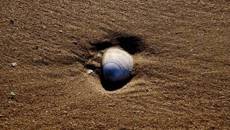 Seashell on Sandy Shoreline wallpaper