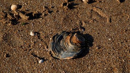 Beach Serenity with a Shell Find wallpaper