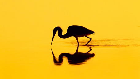Golden Silhouette of a Water Bird wallpaper