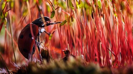 Vibrant Ladybug Amidst Lush Greenery wallpaper