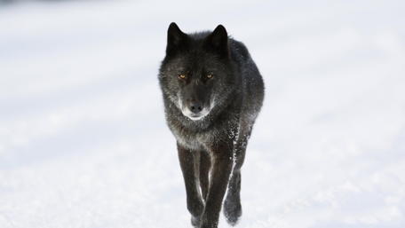 Majestic Winter Wolf in Snowy Silence wallpaper
