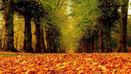 Autumn Serenity in a Leafy Pathway wallpaper