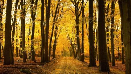 Golden Autumn Forest Pathway Dreams wallpaper