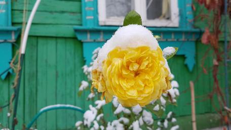 Yellow Rose Surrounded by Snow in Winter Setting wallpaper