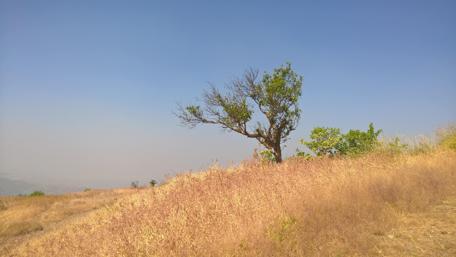 Serene Landscape with Lone Tree and Blue Sky wallpaper