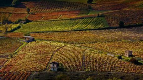 Vibrant Countryside Fields in Autumn Colors wallpaper