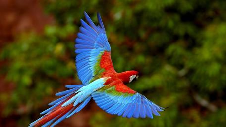 Vibrant Parrot in Flight Over Lush Greenery wallpaper