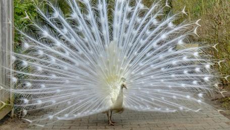 Majestic White Peacock Displaying Splendor wallpaper
