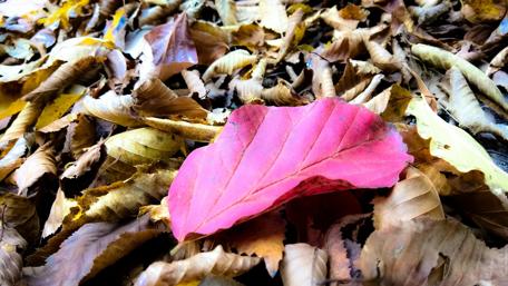 Autumn Leaves in Mazandaran's Nature Scene wallpaper