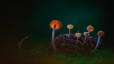 Magical Glow of Forest Mushrooms wallpaper