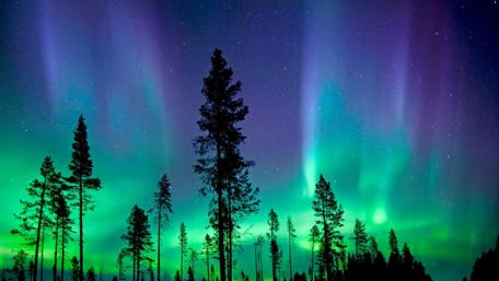 Aurora Borealis Over Pine Forest wallpaper