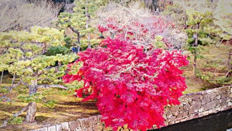 Vibrant Autumn Foliage in Tranquil Gardens wallpaper