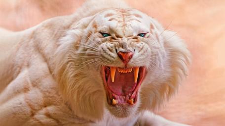 White Tiger's Majestic Roar wallpaper