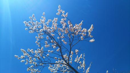 Blooming Bliss Against the Blue Sky wallpaper