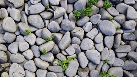 Smooth Stones Surrounded by Greenery in Nature Scene wallpaper