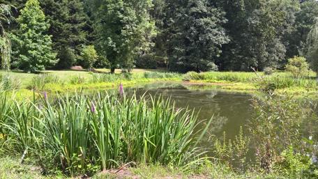 Tranquil Nature Scene at a Serene Pond wallpaper