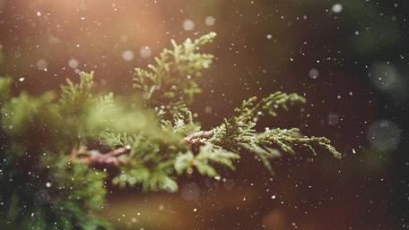 Winter Wonderland: Snowy Thuja Branch wallpaper