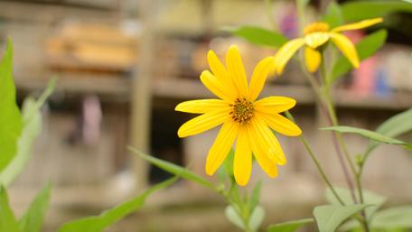 Bright Yellow Blooms Under Sunshine wallpaper