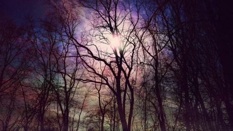 Ethereal Light Through the Trees wallpaper