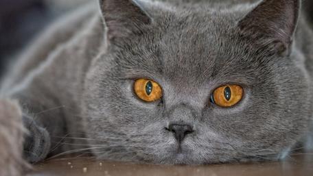 Majestic Gray Cat with Striking Eyes wallpaper