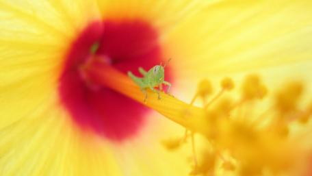 Vibrant Grasshopper on a Yellow Hibiscus Flower wallpaper
