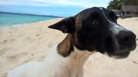 Playful Puppy Enjoying a Beach Day wallpaper