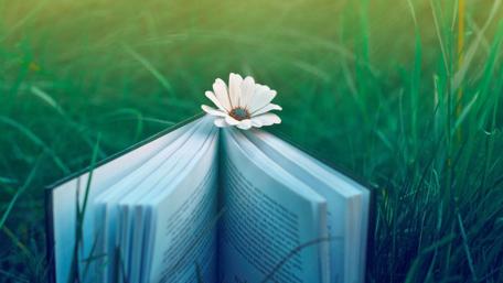 Open Book with Flower in Nature Scene wallpaper