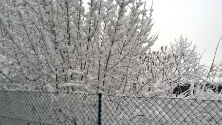 Enchanting Winter Wonderland Scene wallpaper