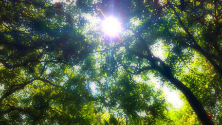 Radiant Sunlight Through Lush Canopy wallpaper